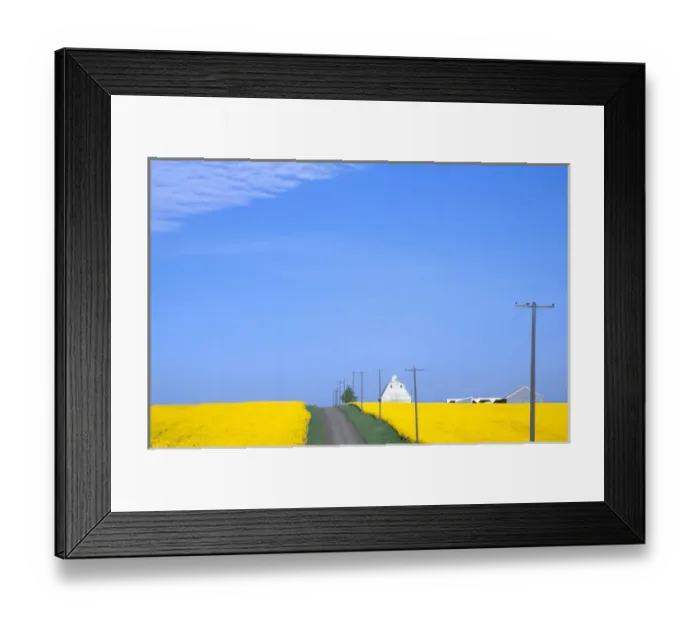 Framed Print : Na, USA, ID, Grangeville, Road Runnig ThroughCanola Field with Gray Barn Framed Print : Na, USA, ID, Grangeville, Road Runnig ThroughCanola Field with Gray Barn