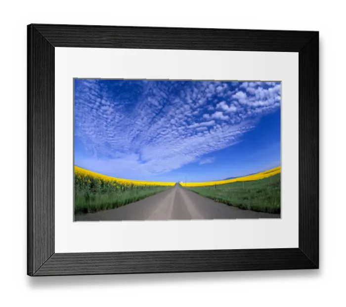 Framed Print : Na, USA, ID, Grangeville, Road Running through Canola Fields Framed Print : Na, USA, ID, Grangeville, Road Running through Canola Fields