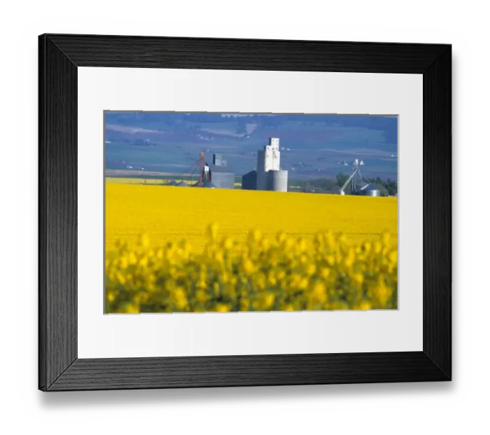 Framed Print : Na, USA, ID, Grangeville, Silo in Field of Canola Crop