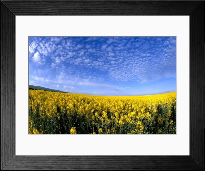 Framed Print : Na, USA, ID, Grangeville, Field of Canola Crop