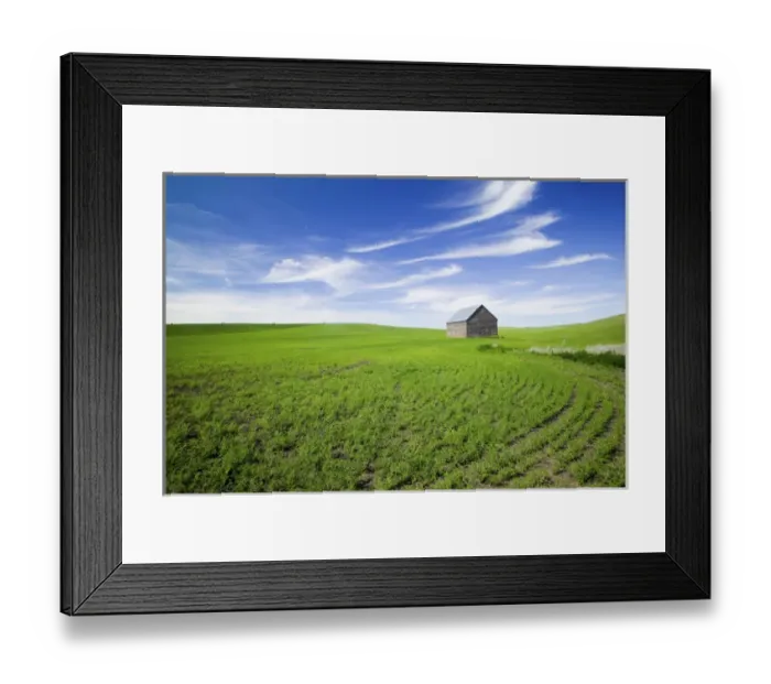 Framed Print : NA, USA, Idaho, Spring Lentil Crop and old Barn with wispy clouds Framed Print : NA, USA, Idaho, Spring Lentil Crop and old Barn with wispy clouds