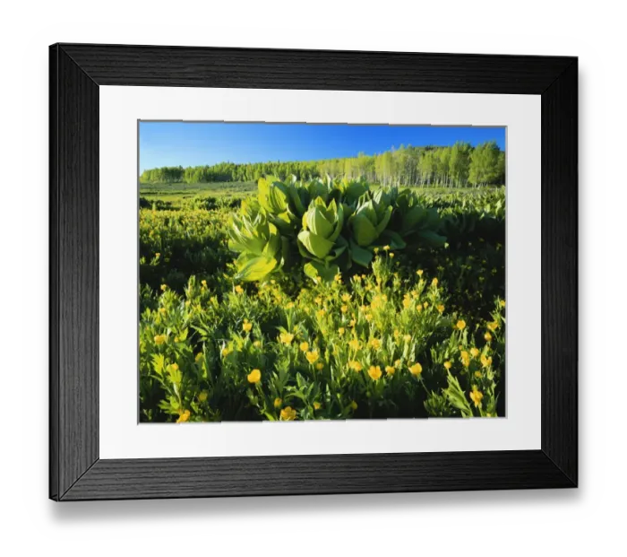 Framed Print : USA, Idaho / Utah, Cache National Forest, Bear River Range, Franklin Basin, Logan River Framed Print : USA, Idaho / Utah, Cache National Forest, Bear River Range, Franklin Basin, Logan River