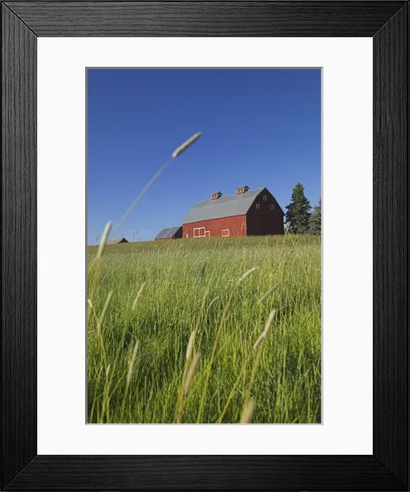 Framed Print : North America, USA, Idaho, Old Red Barn With Spring Green Field Framed Print : North America, USA, Idaho, Old Red Barn With Spring Green Field