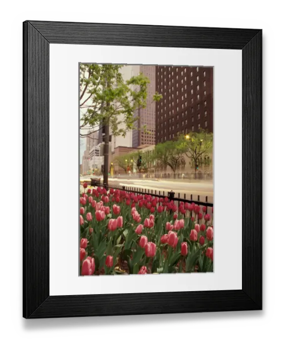 Framed Print : NA, USA, Illinois, Cook County, Chicago, Michigan Avenue, tulips on sidewalk Framed Print : NA, USA, Illinois, Cook County, Chicago, Michigan Avenue, tulips on sidewalk