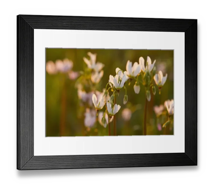Framed Print : Shooting star wildflowers carpet the tallgrass praire remnant in the old cemetary at Weston Framed Print : Shooting star wildflowers carpet the tallgrass praire remnant in the old cemetary at Weston