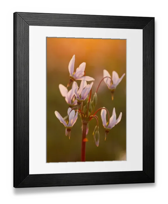 Framed Print : Shooting star wildflowers carpet the tallgrass praire remnant in the old cemetary at Weston Framed Print : Shooting star wildflowers carpet the tallgrass praire remnant in the old cemetary at Weston