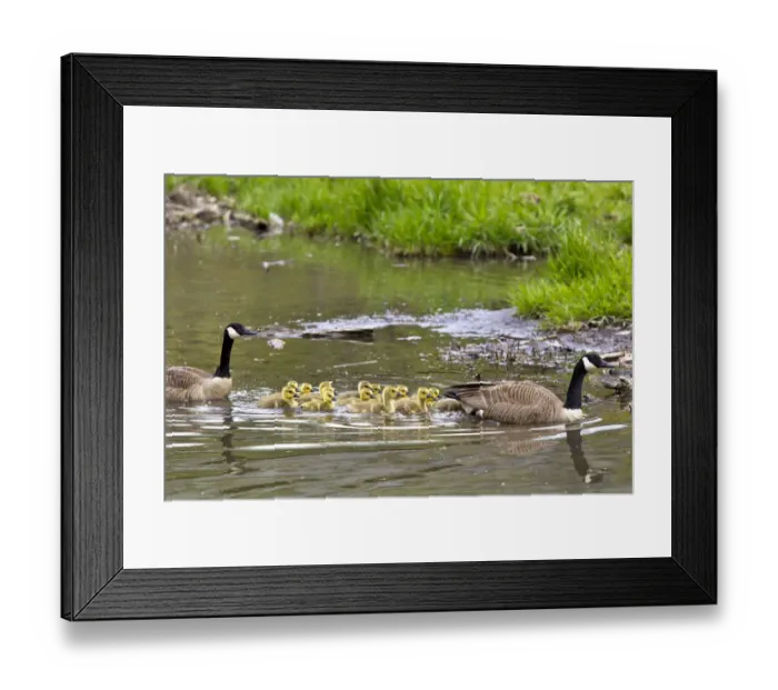 Framed Print : Canada geese with large group of goslings at Starved Rock State Park near Utica, Illinois Framed Print : Canada geese with large group of goslings at Starved Rock State Park near Utica, Illinois