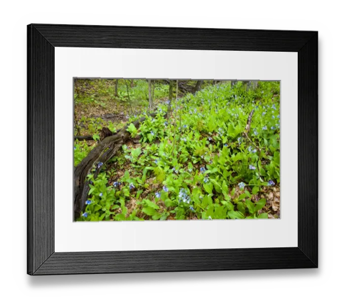 Framed Print : Bluebells carpet the forest floor at Starved Rock State Park, Illinois, USA