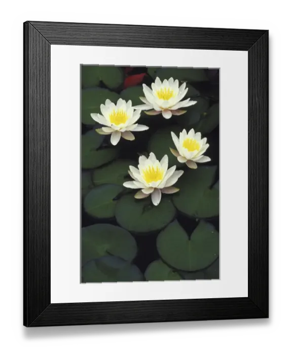 Framed Print : North America, USA, Indiana. Hybrid waterlilys Framed Print : North America, USA, Indiana. Hybrid waterlilys
