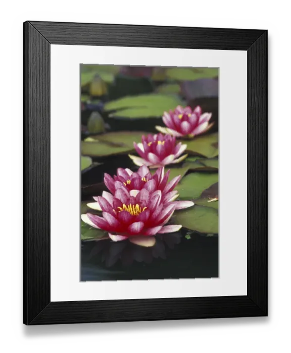 Framed Print : North America, USA, Indiana. Hybrid waterlilys Framed Print : North America, USA, Indiana. Hybrid waterlilys