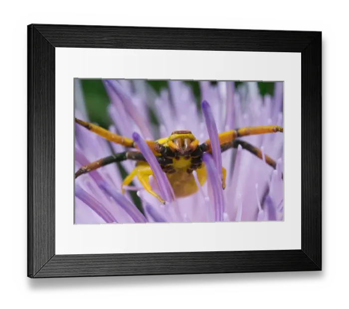 Framed Print : USA, Indiana, Fishers, River Road Park. Yellow crab spider on nodding thistle at high magnification Framed Print : USA, Indiana, Fishers, River Road Park. Yellow crab spider on nodding thistle at high magnification