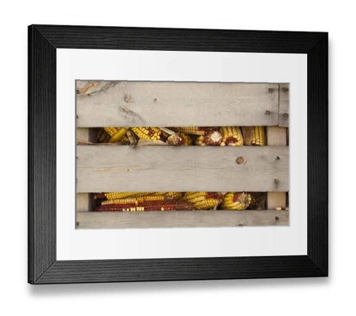 Framed Print : USA, Indiana, Indianapolis. Corn cobs in a corn crib at Indiana State Fair. Credit as Framed Print : USA, Indiana, Indianapolis. Corn cobs in a corn crib at Indiana State Fair. Credit as