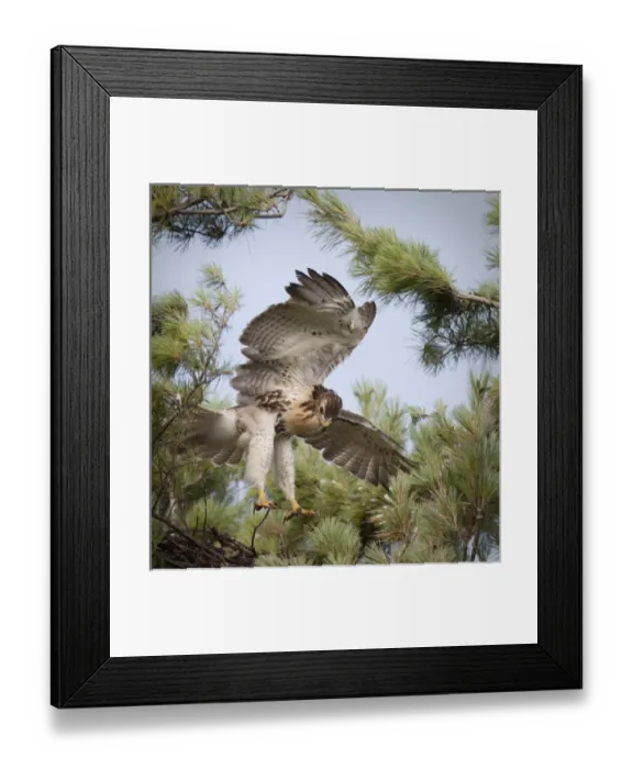 Framed Print : USA, Indiana, Indianapolis. Young red-tailed hawk tests out its wings. Credit as Framed Print : USA, Indiana, Indianapolis. Young red-tailed hawk tests out its wings. Credit as