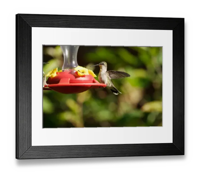 Framed Print : USA, Indiana, Chain of Lakes State Park, Nature Center, Ruby-throated hummingbird on feeder Framed Print : USA, Indiana, Chain of Lakes State Park, Nature Center, Ruby-throated hummingbird on feeder