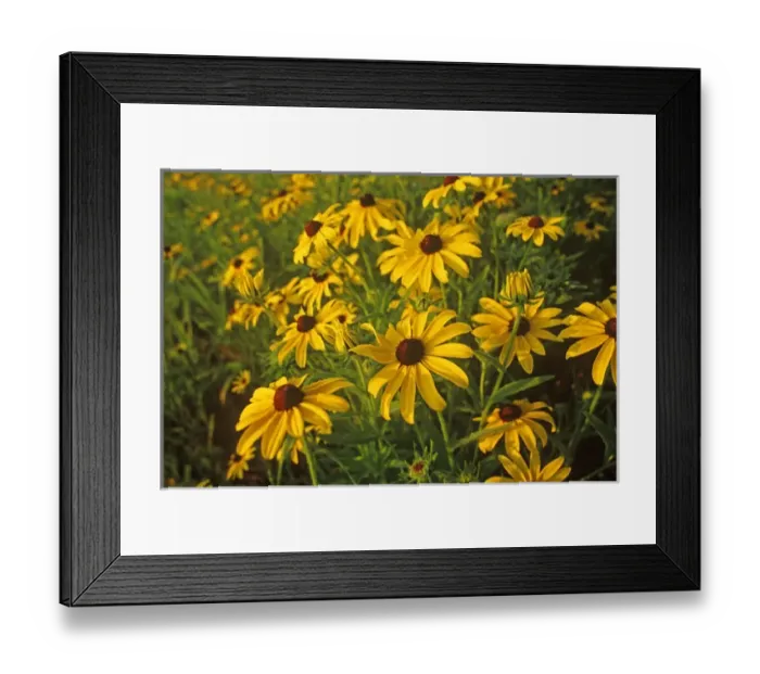 Framed Print : Black Eyed Susans Wildflowers at Neil Smith NWR in Iowa