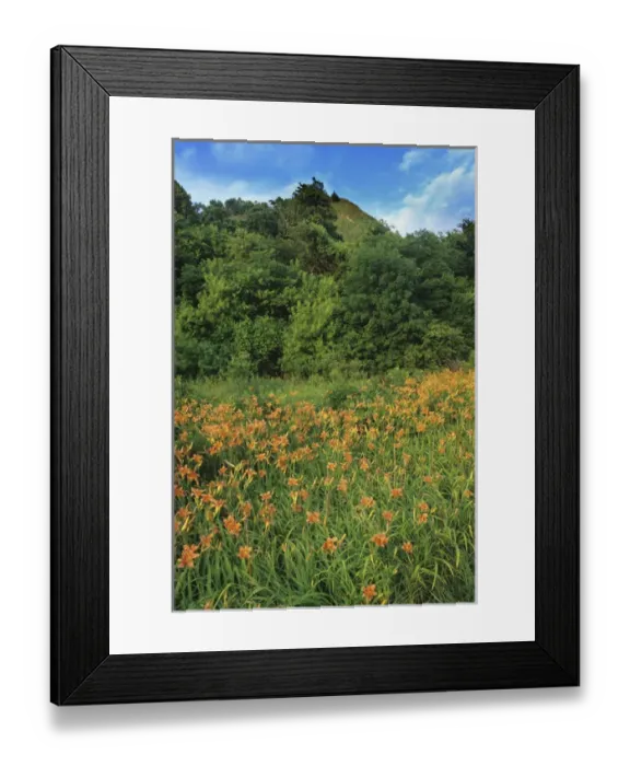 Framed Print : Wood lillys in the Loess Hills near Sidney, Iowa, USA