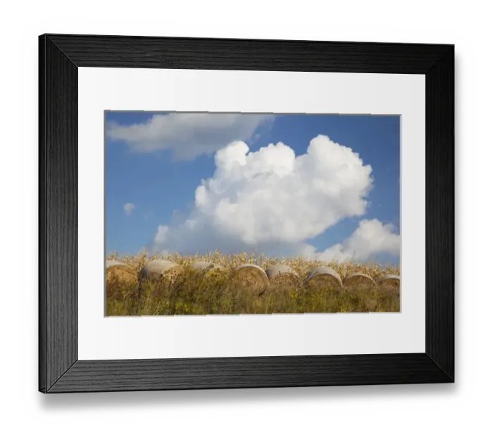 Framed Print : IA, Jackson County, Hay bales and corn Framed Print : IA, Jackson County, Hay bales and corn