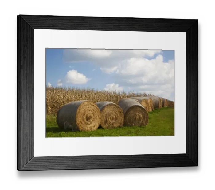 Framed Print : IA, Jackson County, Hay bales and corn Framed Print : IA, Jackson County, Hay bales and corn