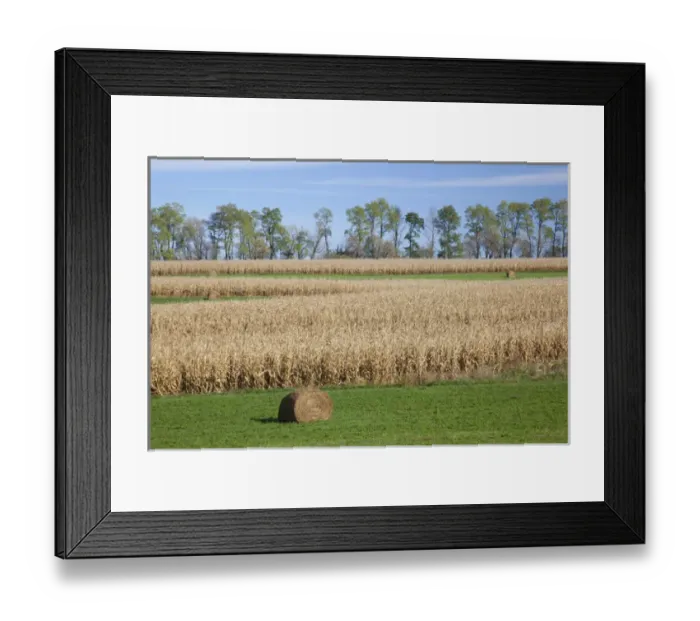 Framed Print : IA, Jackson County, Hay bales and cornfield Framed Print : IA, Jackson County, Hay bales and cornfield