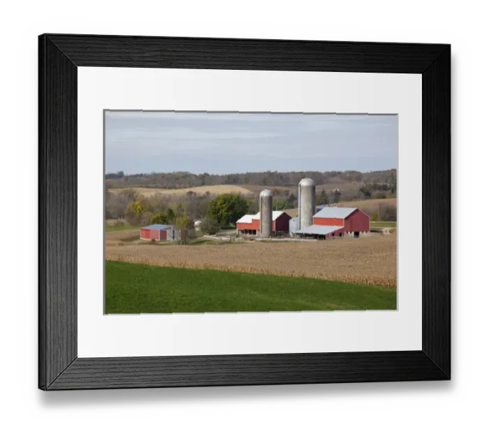 Framed Print : IA, Jackson County, Barns and cornfield Framed Print : IA, Jackson County, Barns and cornfield