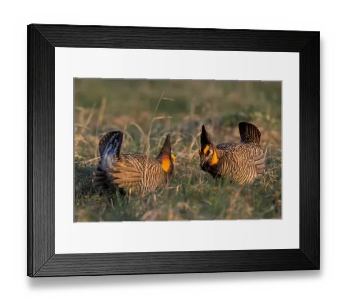 Framed Print : North America, USA, Kansas Greater prairie chicken (Tympanuchus cupido) Framed Print : North America, USA, Kansas Greater prairie chicken (Tympanuchus cupido)