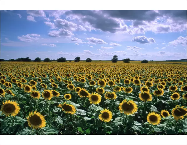 N. A. USA, Kansas. A sunflower field