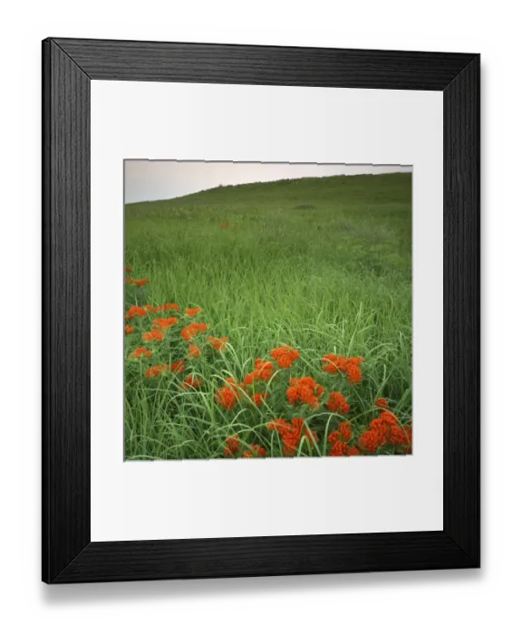 Framed Print : USA, Kansas, Butterfly weed, Konza Prairie Natural Area Framed Print : USA, Kansas, Butterfly weed, Konza Prairie Natural Area