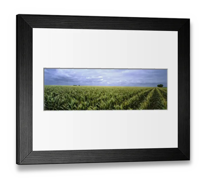 Framed Print : USA, Kansas, Cheyenne County. Cornfields stretch as far as the eye can see in Cheyenne County Framed Print : USA, Kansas, Cheyenne County. Cornfields stretch as far as the eye can see in Cheyenne County