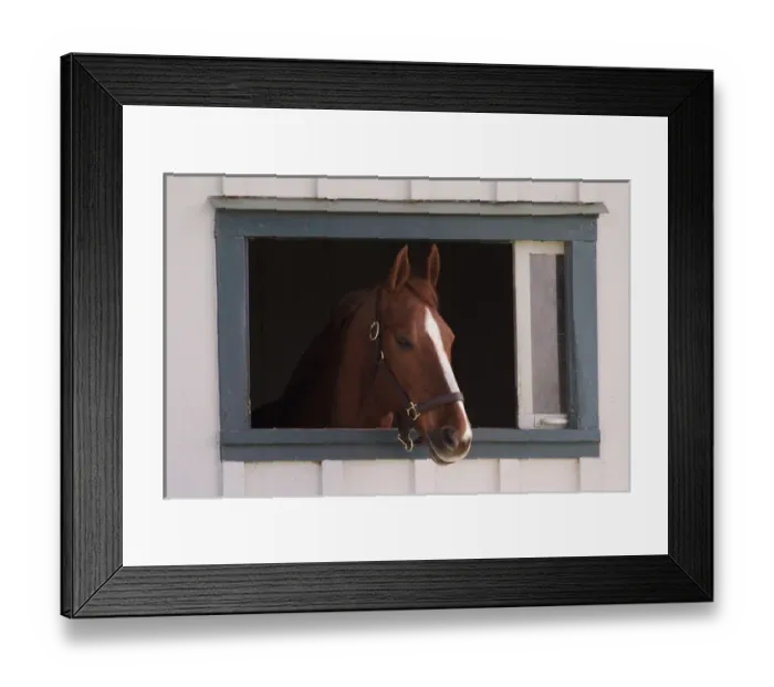 Framed Print : Thoroughbred race horse looking out of window in horse barn, Kentucky Horse Park Framed Print : Thoroughbred race horse looking out of window in horse barn, Kentucky Horse Park