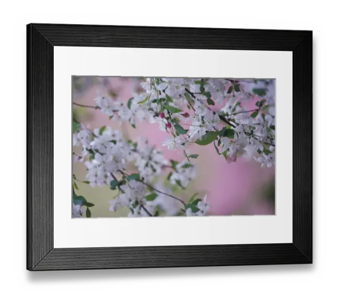 Framed Print : N. A. USA, Kentucky, Louisville Weeping cherry tree blossoms