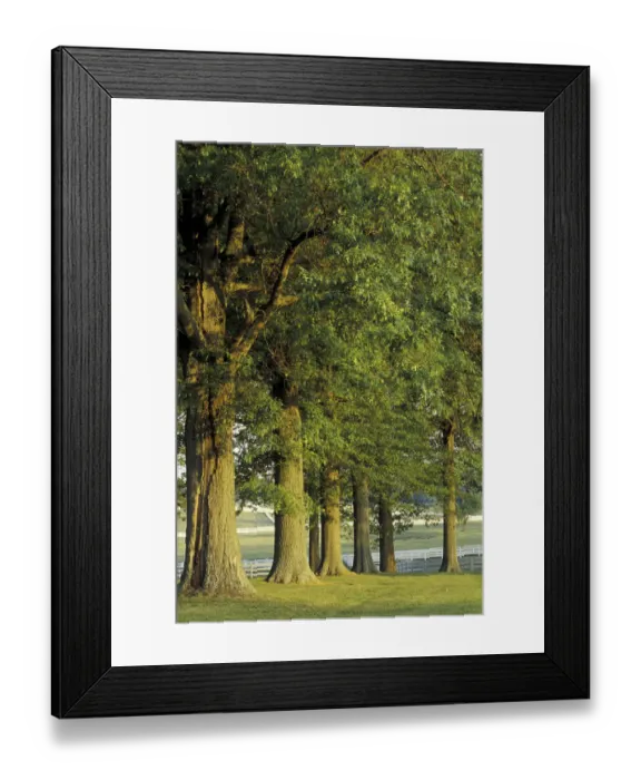 Framed Print : NA, USA, Kentucky, Lexington Row of trees and fences at sunrise, Kentucky Horse Park