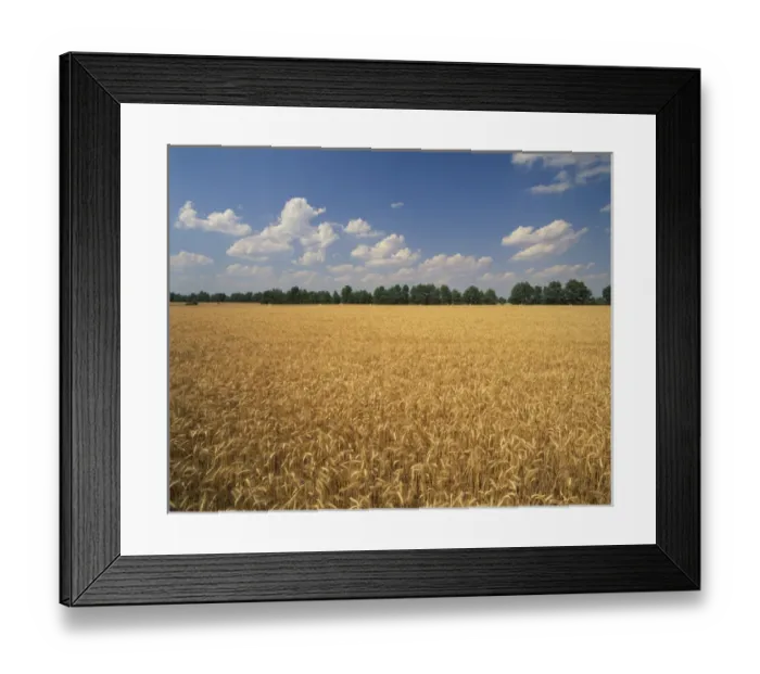 Framed Print : N. A. USA, Kentucky, Lexington Wheat crop Framed Print : N. A. USA, Kentucky, Lexington Wheat crop