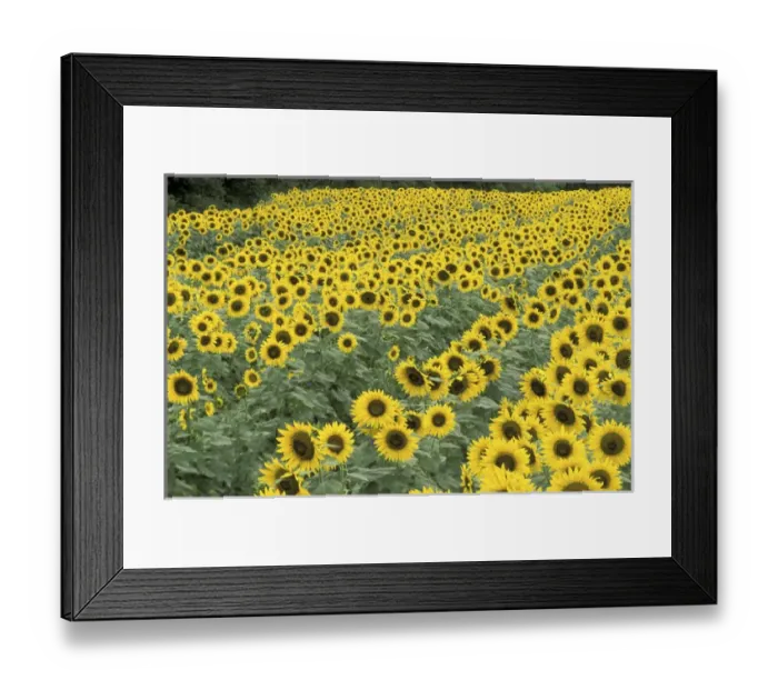 Framed Print : NA, USA, Kentucky, Frankfort Field of sunflowers