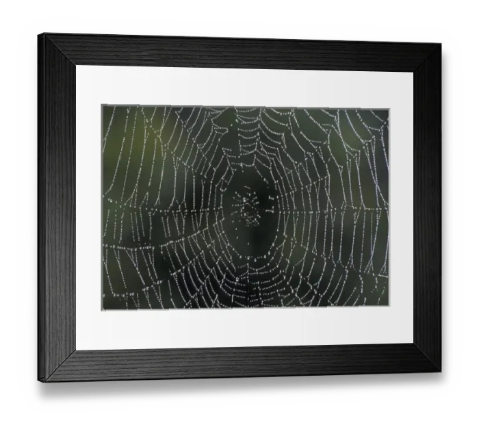 Framed Print : NA, USA, Kentucky, Central Kentucky Dew drops on spiderweb