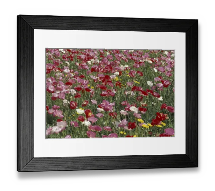 Framed Print : NA, USA, Kentucky, near London Pattern in hybrid poppies Framed Print : NA, USA, Kentucky, near London Pattern in hybrid poppies