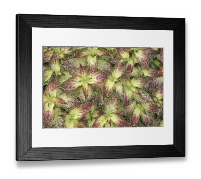 Framed Print : NA, USA, Kentucky, Louisville Pattern in colius foliage Framed Print : NA, USA, Kentucky, Louisville Pattern in colius foliage