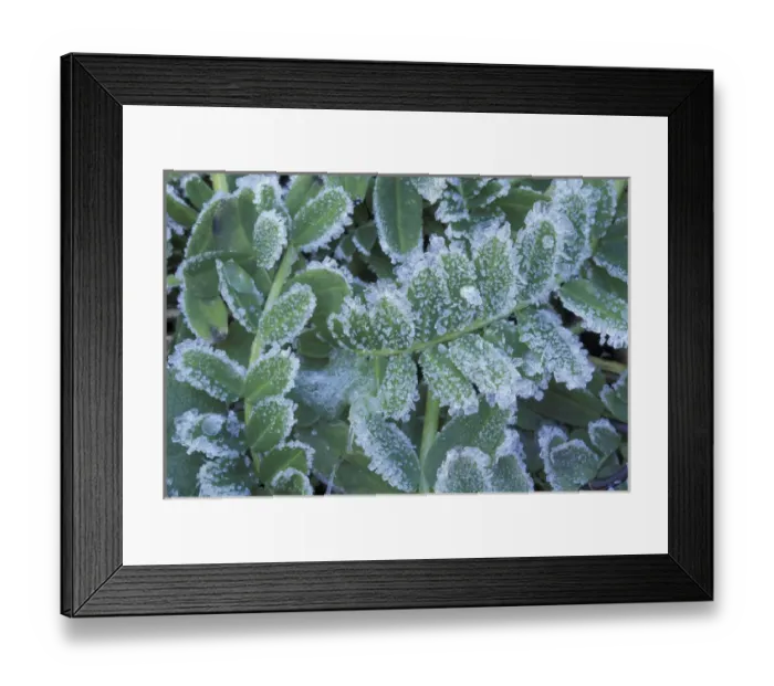 Framed Print : NA, USA, Kentucky, Louisville Frost on ferns