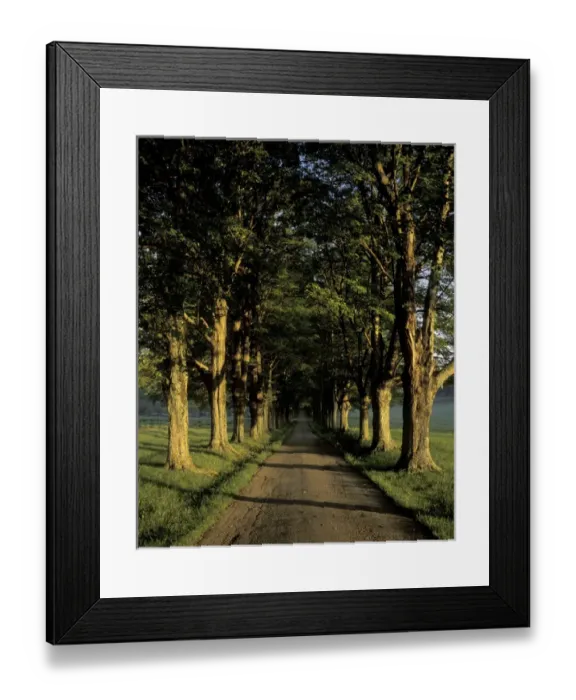 Framed Print : NA, USA, Kentucky, Louisville Roadway lined with stately trees at sunrise Framed Print : NA, USA, Kentucky, Louisville Roadway lined with stately trees at sunrise