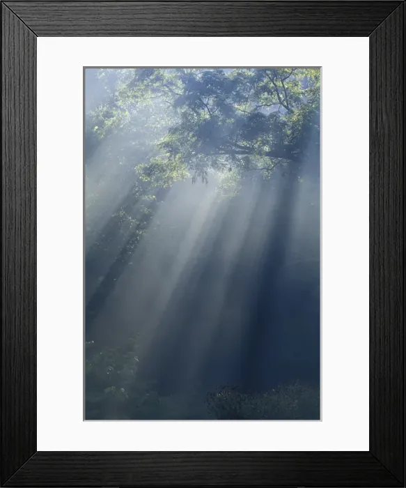 Framed Print : NA, USA, Kentucky, Louisville Sunbeams streaming through tree branches on foggy Framed Print : NA, USA, Kentucky, Louisville Sunbeams streaming through tree branches on foggy
