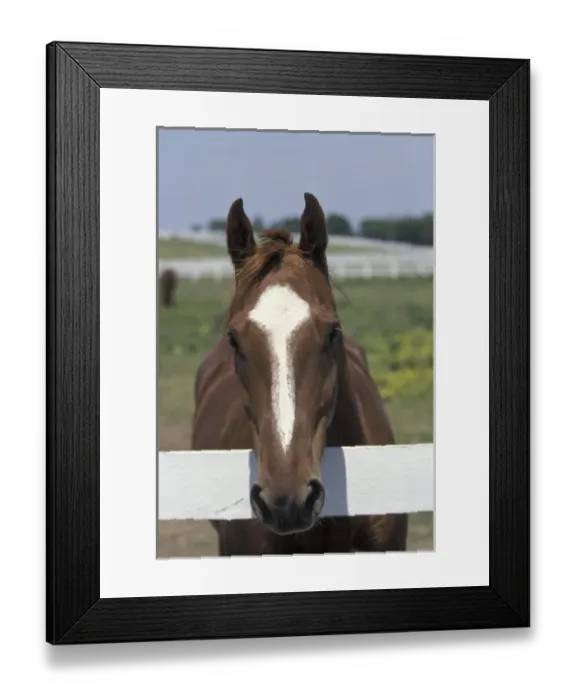 Framed Print : NA, USA, Kentucky, Lexington Portrait of thoroughbred race horse, Kentucky Horse Park Framed Print : NA, USA, Kentucky, Lexington Portrait of thoroughbred race horse, Kentucky Horse Park