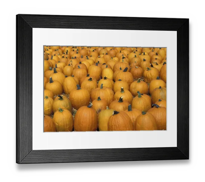 Framed Print : NA, USA, Kentucky, Louisville Harvested pumpkins