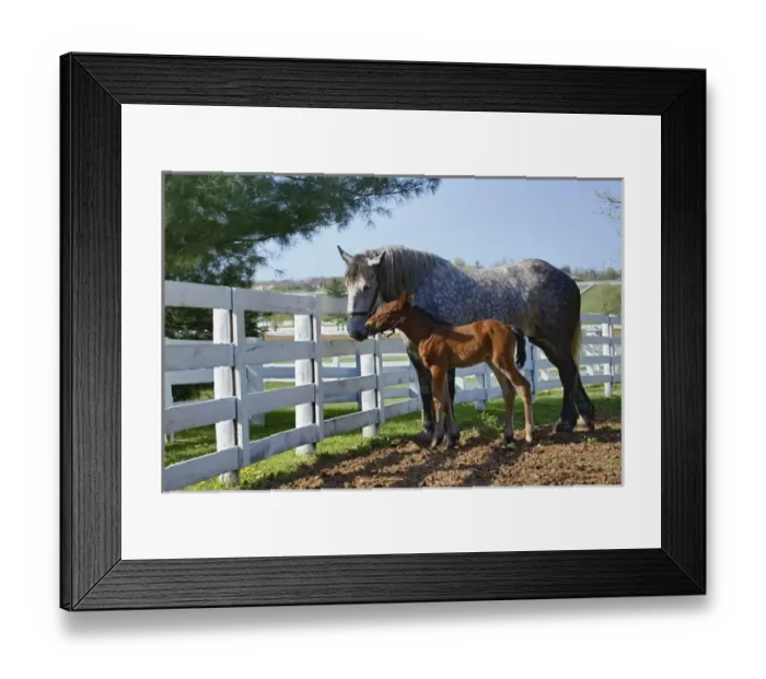 Framed Print : Mare and young colt in paddock, Kentucky Horse Park, Lexington, Kentucky