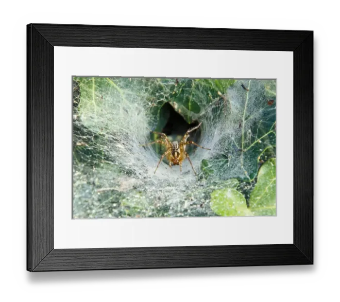 Framed Print : North America, USA, Kentucky, Louisville. Grass Spider in funnel web (Agelenopsis sp)