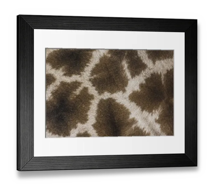 Framed Print : Skin pattern on Reticulated Giraffe, Giraffa camelopardalis reticulata Framed Print : Skin pattern on Reticulated Giraffe, Giraffa camelopardalis reticulata