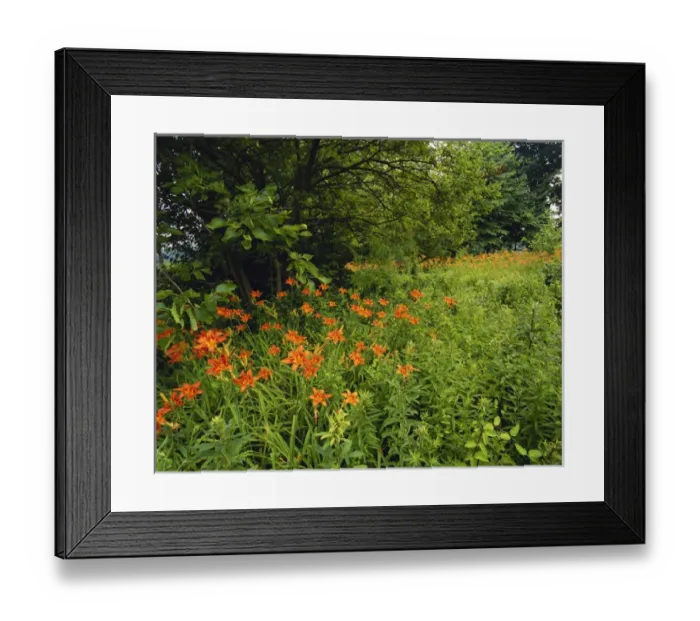 Framed Print : Kentucky, Louisville, Day lilies growing along edge of woods Framed Print : Kentucky, Louisville, Day lilies growing along edge of woods