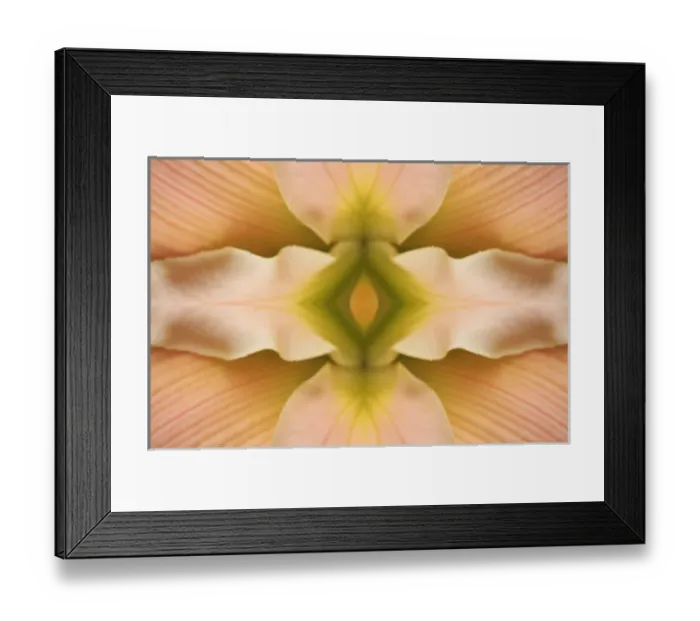 Framed Print : Flipped pattern, Hybrid Daylily, Hemerocallis spp