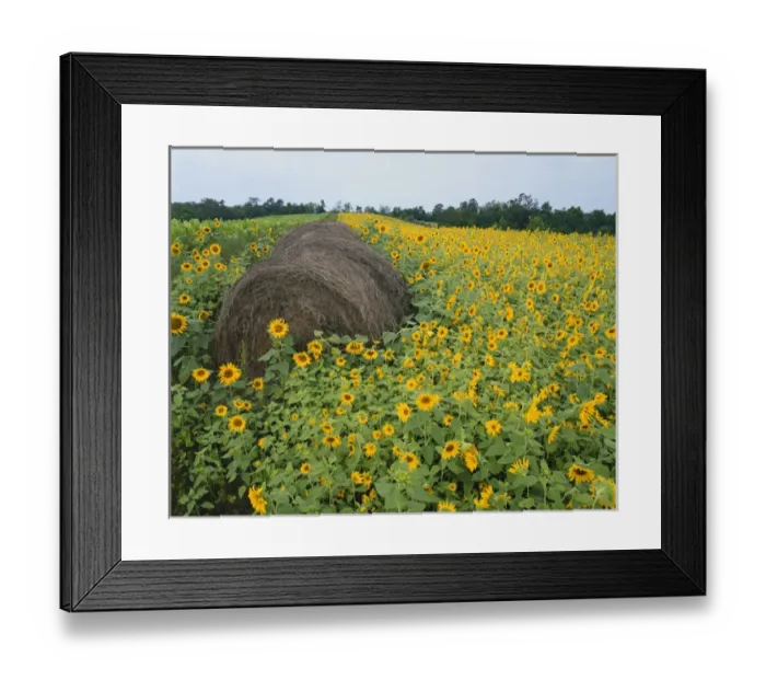 Framed Print : Hay bale in sunflowers field, Bluegrass Region, Kentucky, USA Framed Print : Hay bale in sunflowers field, Bluegrass Region, Kentucky, USA