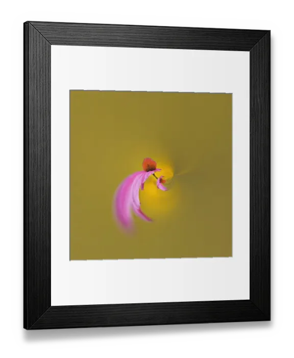 Framed Print : Fantasy version of Purple Coneflower, Echinacea purpurea, Louisville, Kentucky Framed Print : Fantasy version of Purple Coneflower, Echinacea purpurea, Louisville, Kentucky