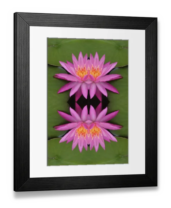 Framed Print : Flipped pattern, Hybrid Water Lily, Louisville, KY Framed Print : Flipped pattern, Hybrid Water Lily, Louisville, KY