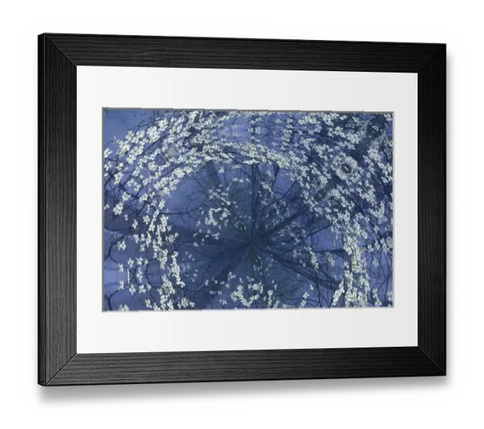 Framed Print : Fantasy view from above Flowering Dogwood tree in foggy forest, Kentucky